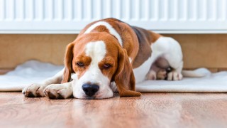 Hund vor warmer Heizung 