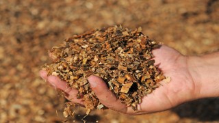 Maissilage als Substrat für die Biogasanlage.