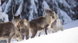 Rentiere im Schnee