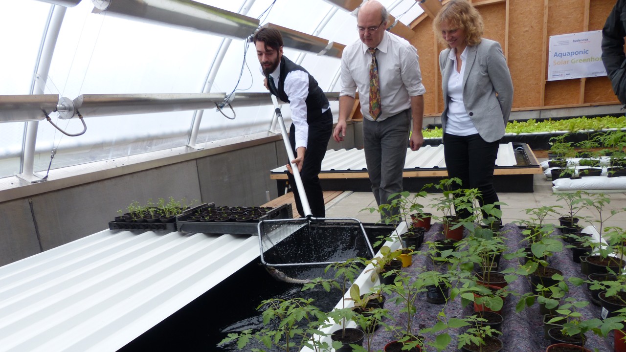 Aquaponisches Solares Gewächshaus