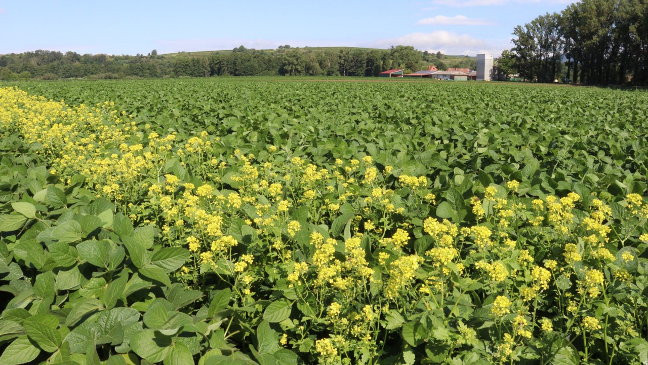 Entwicklung von landwirtschaftlichen Produktionstechniken zur Integration von Blühreihen in den ökologischen Sojaanbau