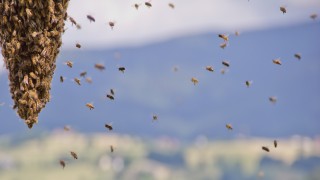 Um den Lebensraum der heimischen Bienen zu schützen und die Imker bei ihrer ökologisch bedeutsamen Arbeit zu unterstützen, stellen wir unser Betriebsgelände zur Verfügung. 